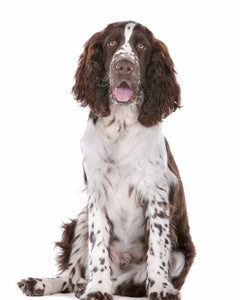 Collection image for: English Springer Spaniel