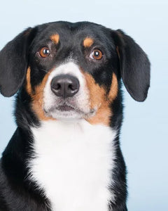 Collection image for: Entlebucher Mountain Dog