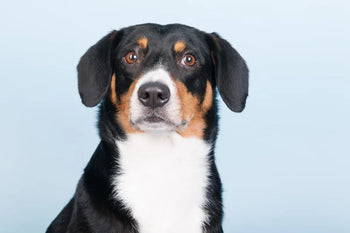 Entlebucher Mountain Dog