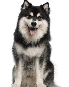 Collection image for: Finnish Lapphund