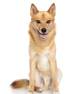 Collection image for: Finnish Spitz