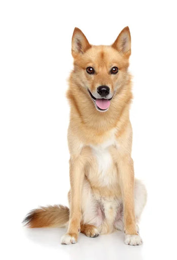 Finnish Spitz