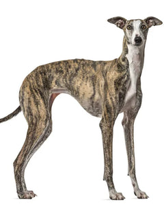Collection image for: Galgo Español