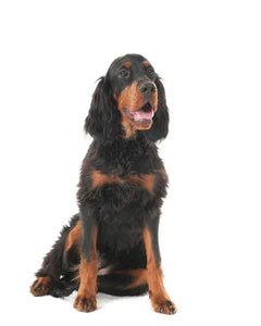 Collection image for: Gordon Setter