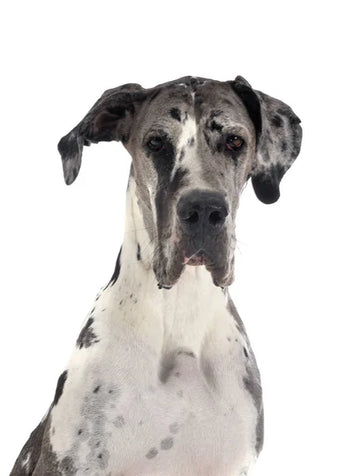 Great Dane
