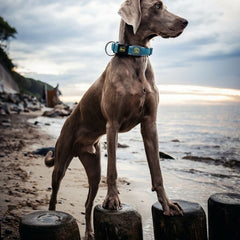 Collection image for: Hundhalsband-Old