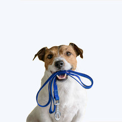 Collection image for: Hundkoppel OLD