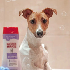Collection image for: Hundschampon och hundbalsam OLD