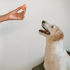 Collection image for: Hundsnacks OLD