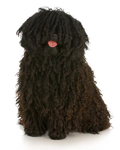 Collection image for: Hungarian Puli
