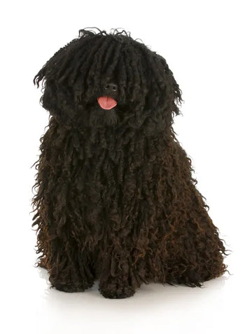 Hungarian Puli