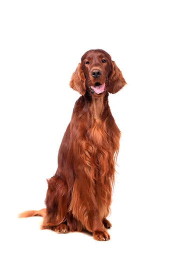 Irish Setter