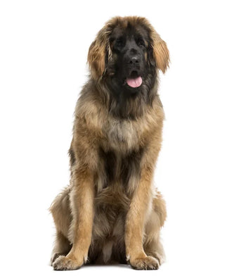 Leonberger
