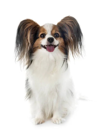 Papillon