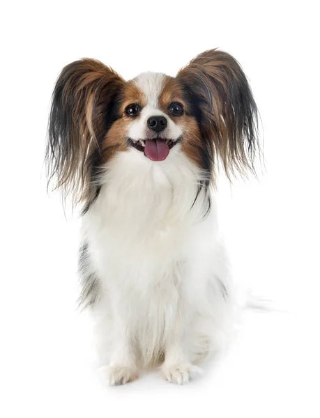 Papillon
