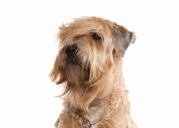 Soft Coated Wheaten Terrier