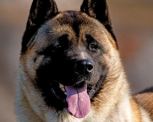 Amerikansk Akita – Stor, lojal och kraftfull hund med tät päls och vakande blick