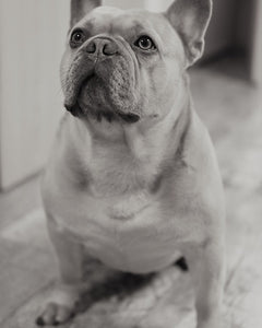 Collection image for: Fransk Bulldog