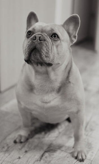 Fransk Bulldog