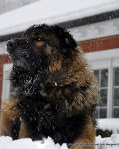 Collection image for: Estrela Mountain Dog