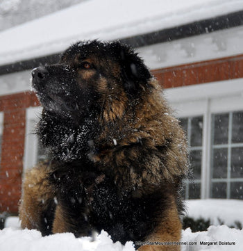 Estrela Mountain Dog