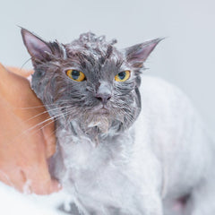 Collection image for: Kattschampo & Kattbalsam OLD