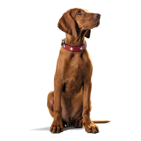 Hunter Hundhalsband Hunter Swiss Röd/Svart (41-49 Cm)