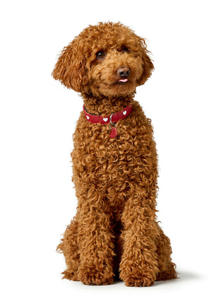 Hunter Hundhalsband Hunter Love S/M 35-43 Cm Röd