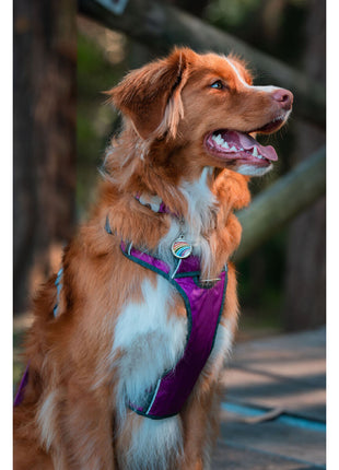 Red Dingo Hundsele Red Dingo Dingo 38-58 Cm 46-63 Cm Purpur M